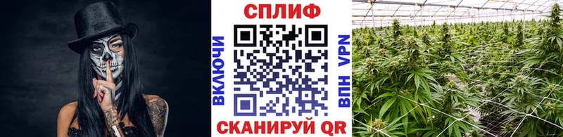 Купить закладки  Челябинск  Шишки марихуана Amnesia 